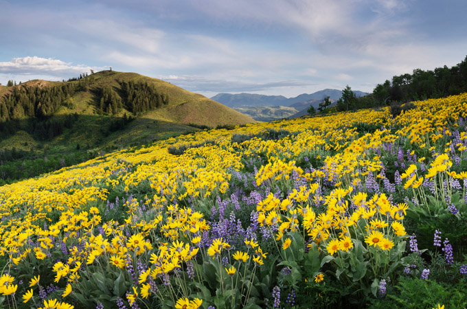 Mountain meadow with lupine and arrowleaf balsamroot.