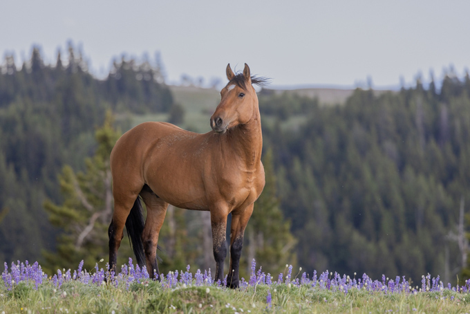 Wild Horse, Pryor Mountains